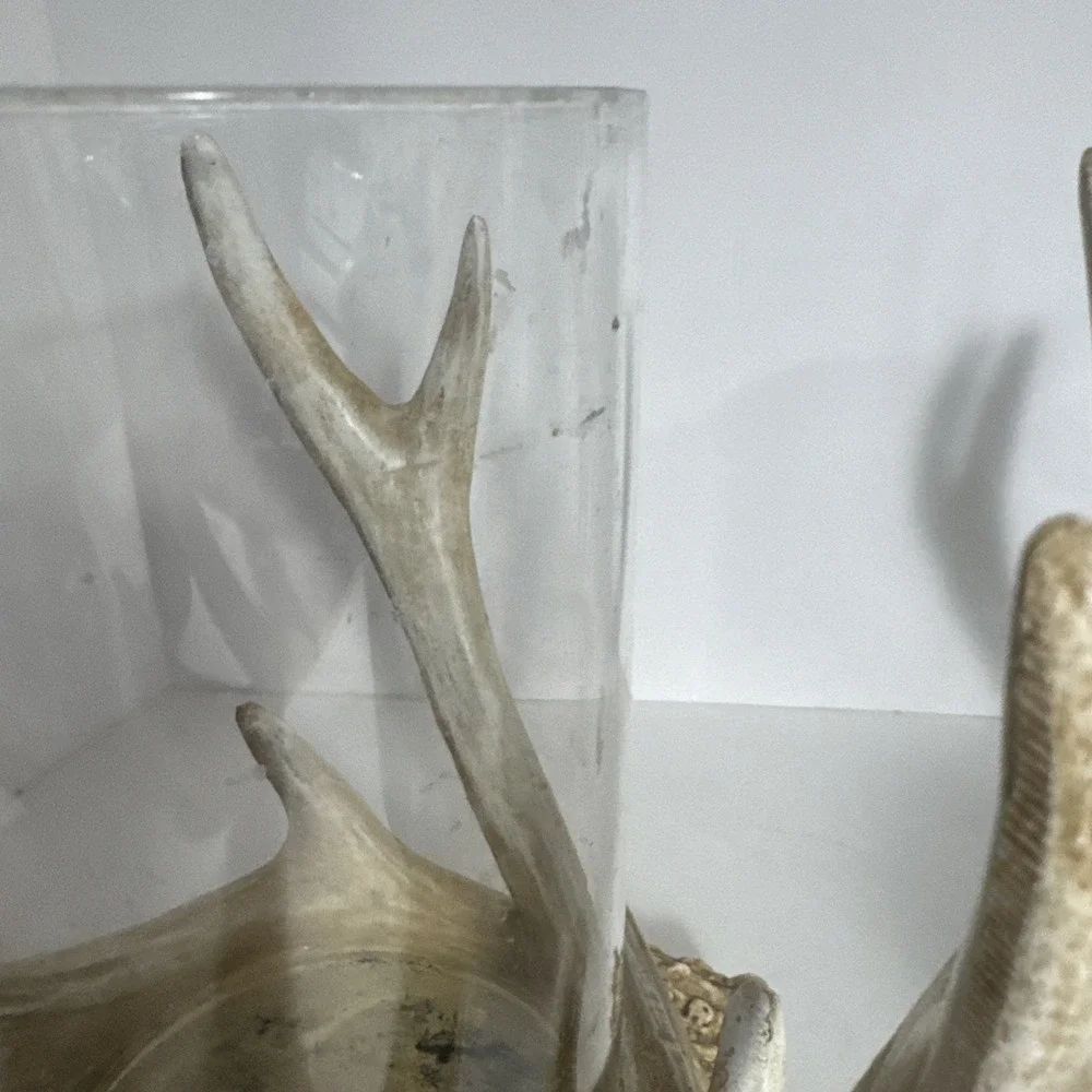 Rustic Faux Deer Antlers Candle Holders 9 Inch Set Of 2 Candles Included‎